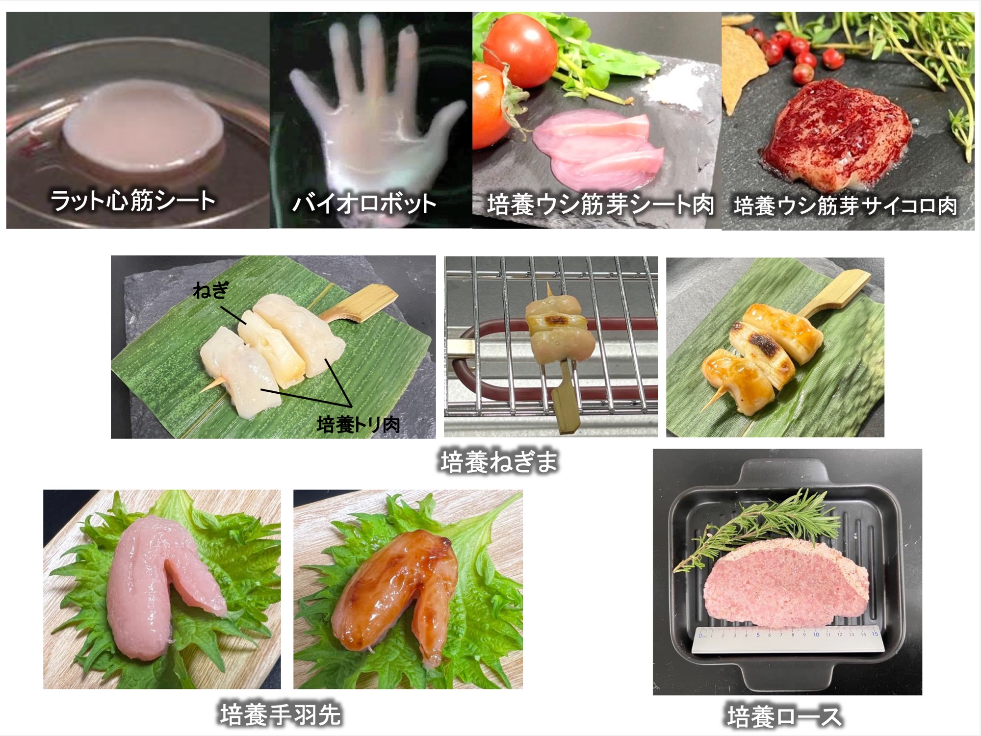 A glimpse of the ongoing research in Sakaguchi’s lab.